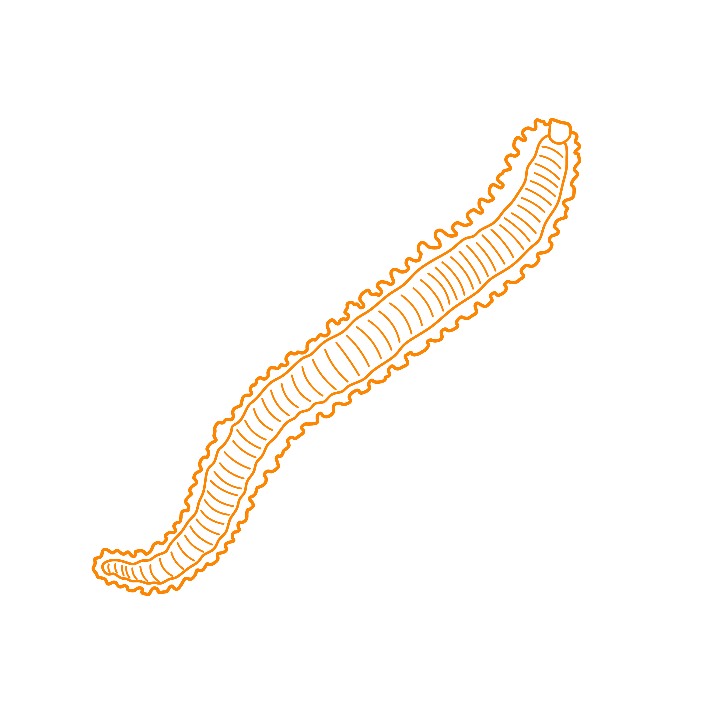 Animals Worms Bearded Fireworm Craft Design Svg File Free Vectors